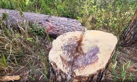 Triệt hạ hàng loạt cây thông trăm tuổi ở trung tâm Đà Lạt