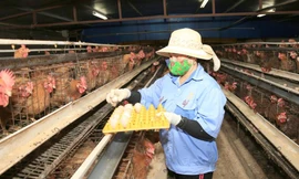 Thu hoạch trứng gà tại cơ sở sản xuất