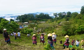 Hành trình 'vá' rừng ở Hang Kia - Pà Cò