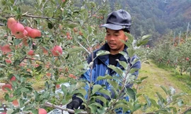 Người Cơ Tu 'hái tiền' ở Yeongyang