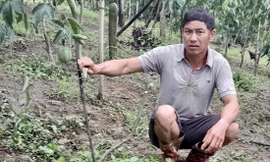 Nhiều vườn cây bị trộm, phá hoại