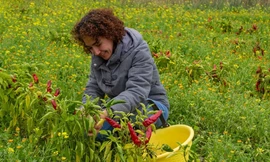 Du lịch trải nghiệm ở hòn đảo miền Nam nước Ý 