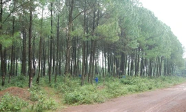 Làm đẹp mãi những cánh rừng xanh 