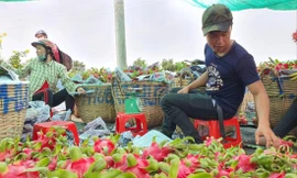 Lượng lớn thanh long tắc đầu ra. ẢNH: N.HUY