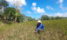 Miền Tây quay quắt giữa hạn mặn 