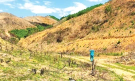 Diện tích đất công (đất rừng sản xuất) ở xã miền núi Linh Thượng được ông Chủ tịch xã Hồ Quốc Hương hợp thức để cấp cho vợ mình là bà Nguyễn Thị Thơ