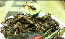 Châu chấu rang lá chanh. Ảnh: N.T 