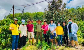 Mô hình vườn cà phê xen kẽ cây ăn trái ứng dụng công nghệ sinh học của anh Bình 