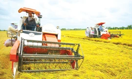 Nhờ bám sát thực tiễn, điều hành linh hoạt, sản xuất lúa năm qua đạt gần 44 triệu tấn, tăng 1,1 triệu tấn so với năm trước