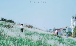 Triền đê Long Biên tràn ngập cỏ lau trắng muốt, giới trẻ Hà Nội xúng xính tới check-in