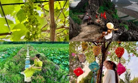 Vườn nho sai trĩu quả ở Ninh Bình: Điểm đến mới hứa hẹn hút khách dịp nghỉ lễ