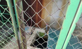 Xót xa bé trai 5 tuổi tử vong trong bể chứa nước của trường mầm non ở Hà Tĩnh