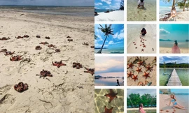 Sao biển ở Phú Quốc chết khô la liệt trên bờ biển do nhiều du khách bắt để "check-in"?