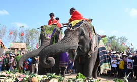 Voi Buôn Đôn thi trang điểm, ăn tiệc buffet, chào khán giả thay cho bơi lội, đá bóng