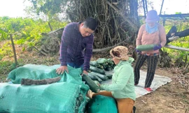 Nông dân lao đao với bí đao