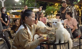 Nhóm bạn trẻ 'cứu hộ' chó mèo ở Đà Nẵng