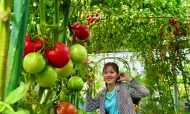 Suốt 1 năm 'tha đất' lên tầng 3, mẹ trẻ tạo ra khu vườn trĩu trịt rau quả