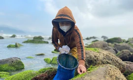 Những phụ nữ ‘cược’ mạng sống với biển, đu bám ghềnh đá hái rau nước mưu sinh 