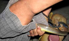 Những phận đời bắt rắn mưu sinh