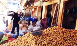 Khoai tây Trung Quốc lại lên Đà Lạt