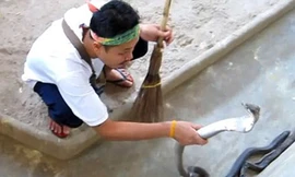 Nghề... dọn chuồng rắn độc