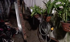 Tường bất ngờ đổ sập, nhà dân tan hoang