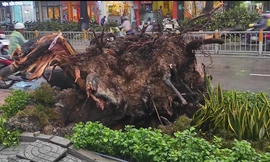 Cây xanh cao hơn 30m bật gốc, đè trúng người đi đường ở Sài Gòn