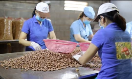 Dân lao đao vì hạt điều bị mạo danh thương hiệu 