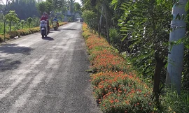 Những con đường rác được tô điểm sắc hoa ở Sài Gòn