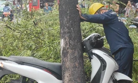 Cây me bật gốc sau mưa đè xe máy SH, đường phố kẹt cứng