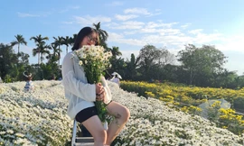 Giới trẻ ở Hải Phòng đổ xô check-in vườn cúc họa mi