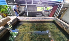 Hàng nghìn hộ dân bất an vì nước sinh hoạt chuyển màu, bốc mùi hôi nồng nặc