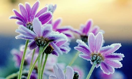 Kiêu sa màu hoa trong băng giá