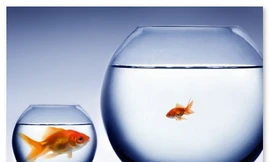 Quy mô công ty nào phù hợp với tân cử nhân?