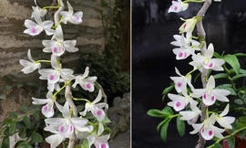 Công an Nghệ An điều tra, xử lý vụ việc 'lan đột biến gen'