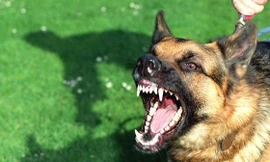 Cảnh báo: Bé trai gần hai tuổi bị chó cắn nát mặt