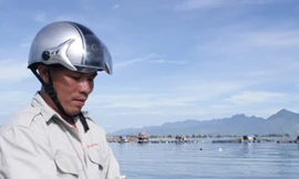 Đà Nẵng: Cá nuôi chết trắng vịnh