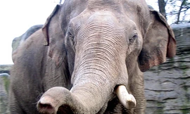 Voi nổi khùng tấn công xe chở khách du lịch