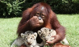 Bố đười ươi, con nuôi… sư tử