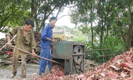 Tận diệt dược liệu trong rừng