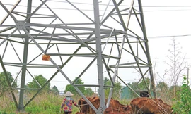 Lưới điện quốc gia: Sống trong sợ hãi!