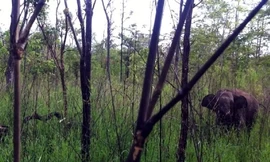 Tiêu hủy xác voi chết ở Vườn quốc gia Yok Đôn