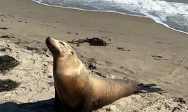 Hải cẩu và cá heo chết hàng loạt ở bờ biển California