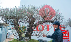 Đào rừng cổ thụ hơn trăm triệu xuống phố Hà Nội