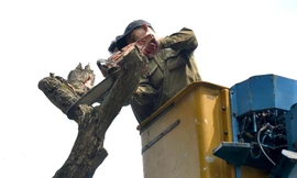 Tiếp tục chặt hạ hai cây sưa đỏ chết còn lại ven hồ Gươm