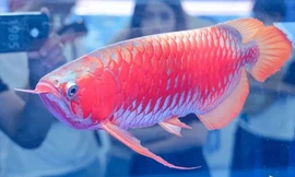 Nghề phẫu thuật thẩm mỹ cho... cá: Sơ sẩy là mất tiền tỷ!