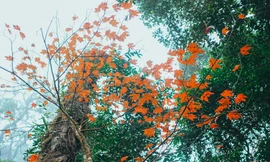 Xuyên qua rừng phong lá đỏ nhuộm thắm đất trời Tây Bắc