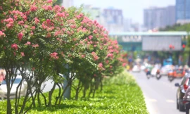 Thay thế phong lá đỏ, đường hoa tường vi nở rộ, khoe sắc giữa phố Hà Nội