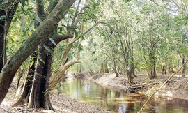 Những khu rừng đẹp như phim ở Đồng Nai đang có nhiều người vào chụp ảnh, quay phim 