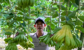 Phật thủ giá 'bạc triệu' ở Hà Nội đắt khách dịp Tết Nguyên đán 2023